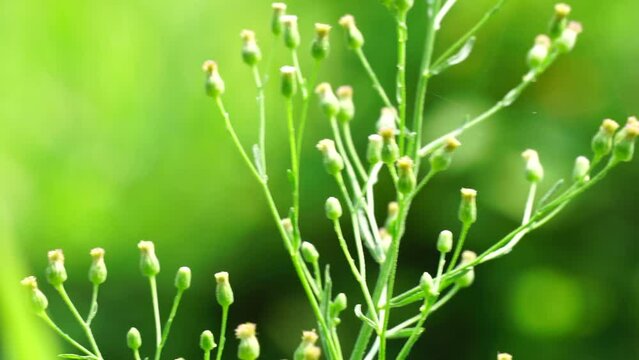 Green jelantir (Also called erigeron bonariensis, monyenyen, erigeron linifolius, conyza sumatrensis) with a natural background. Used in herbal medicine