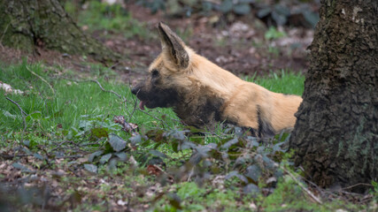 Fototapete bei efototapeten.de bestellen   