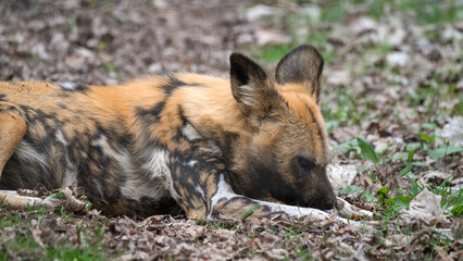 African Painted Dog Resting on the Ground