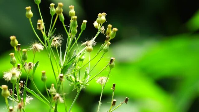 Green jelantir (Also called erigeron bonariensis, monyenyen, erigeron linifolius, conyza sumatrensis) with a natural background. Used in herbal medicine