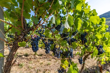 Fototapeta na wymiar Detailaufnahme von blauen Weintrauben an Rebstöcken an der Mosel - Perfekt für Weinliebhaber und Naturfotografie