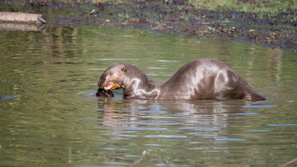 Fototapeta premium Giant Otter Eating a Fish in Shallow Water