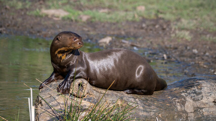 Giant Otter Resting on a Fallen Log