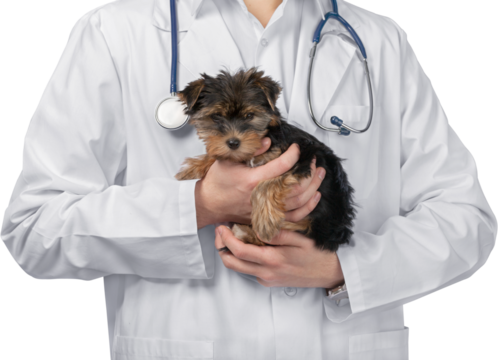 Small cute dog examined at the veterinary doctor, close-up