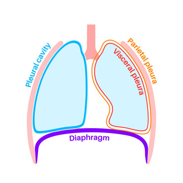 Pleura anatomical poster