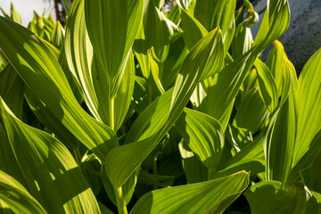 California Corn Lily Leaves Are Brilliant Green In Summer