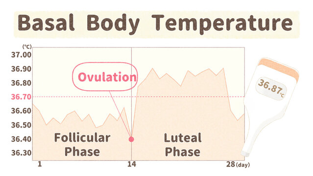 BBT chart and basal thermometer; degree Celsius PNG