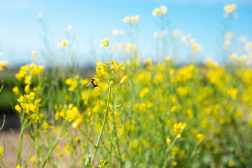 Obraz premium Close up of honey bee pollinating yellow flowers with blue sky background
