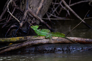 Plumed basilisk by the river on a tree branch