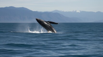 Fototapeta premium Whale watching and bird watching tour
