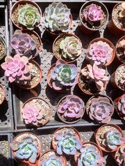 A closeup overhead photo of a collection of colorful echeveria succulents in a greenhouse