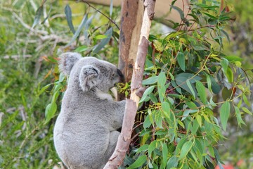 A closeup photo of a young koala, or Phascolarctos cinereus, eating eucalyptus leaves in a tree