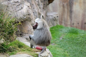 t is the northernmost of all the baboons, being native to the Horn of Africa and the southwestern region of the Arabian Peninsula