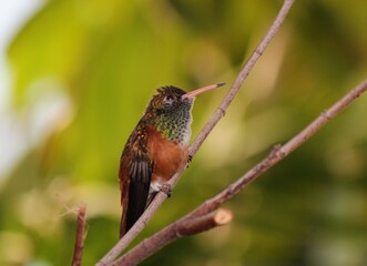 A closeup photo of a Amazilia Hummingbird (Amazilis amazilia), perched on a  tree branch