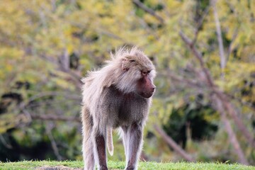 t is the northernmost of all the baboons, being native to the Horn of Africa and the southwestern region of the Arabian Peninsula