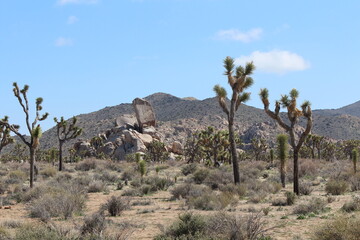 Incredible landscape photo of Joshua Tree National park, full of rock outcroppings and Joshua trees...
