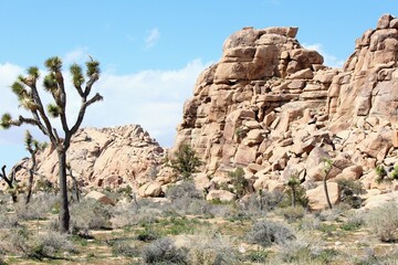 Incredible landscape photo of Joshua Tree National park, full of rock outcroppings and Joshua trees on a sunny day in Joshua Tree National Park, California, United States