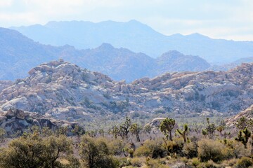 Incredible landscape photo of Joshua Tree National park, full of rock outcroppings and Joshua trees on a sunny day in Joshua Tree National Park, California, United States