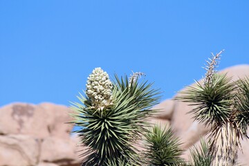 A closeup isolated photo of the flowers of a joshua tree.  The Yucca brevifolia (also known as the...