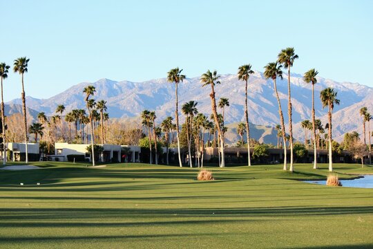 A view of a beautiful scenic landscape on a sunny day, with Palm Trees and huge mountains in the background, where people come to golf, in Palm Springs, California, United States