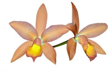 Cattleya Orchid Caribbean Orange Bowl é uma Cattleya hybrid. Cut out and isolated.