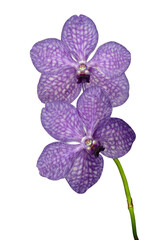 Purple orchid. Hybrid called Princess Mikasa. Violet hybrid orchid cut and isolated from background.