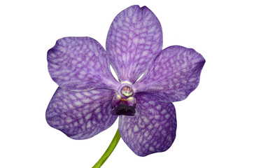 Obraz premium Purple orchid. Hybrid called Princess Mikasa. Violet hybrid orchid cut and isolated from background.
