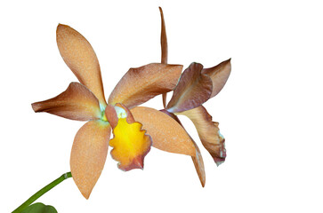 Cattleya Orchid Caribbean Orange Bowl é uma Cattleya hybrid. Cut out and isolated.