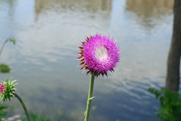 Batavia, Illinois, USA. A musk thistle blooming in June along the Fox River. The background is blurred.