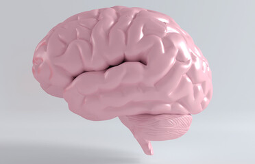 Human brain anatomical model, side view. 3d rendering.