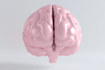 Human brain anatomical model, front view. 3d rendering.