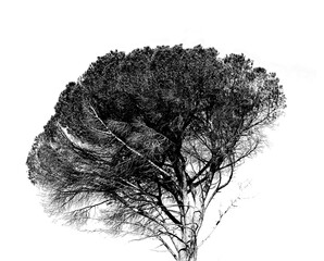 Tree, nature and alpha channel or png with plant growth in black and white for sustainability or spring. Ecology, recycling and a natural earth environment on an isolated or cut out background