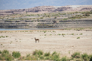 Wild burro in the desert