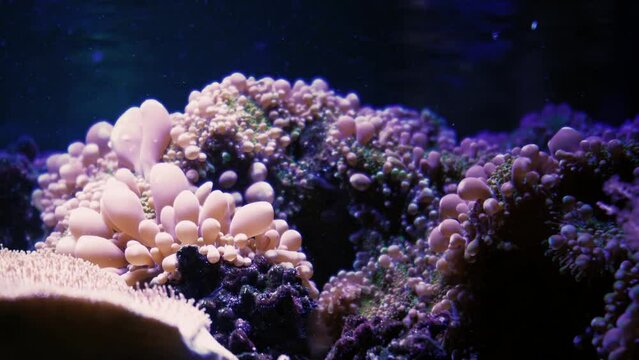 Marine life in the Coral Garden. Underwater tropical colorful seascape with soft and hard corals. Underwater fish reef marine. Tropical colorful underwater seascape. Coral reef scene. Seascape of a