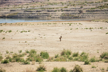 Wild burro in the desert