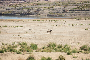 Fototapeta na wymiar Wild burro in the desert