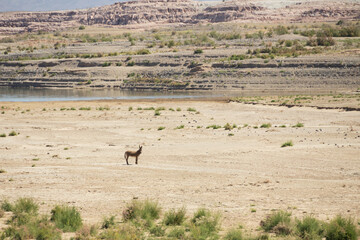 Fototapeta premium Wild burro in the desert