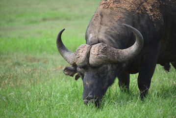 Obraz premium Africa- Close Up of a Wild Cape Buffalo Bull Grazing in a South African Savanna
