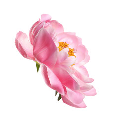 Obraz na płótnie Canvas Beautiful pink peony flower isolated on white