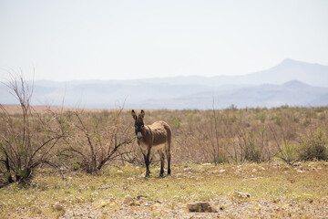 Wild burro in the desert