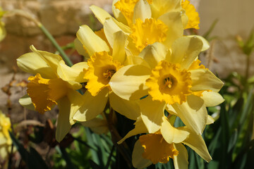 Beautiful yellow daffodils growing outdoors on spring day