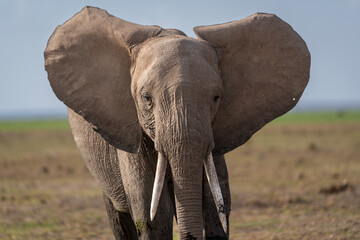 A wild African elephant with tusks waves its ears and looks at the camera on the African Savanah.