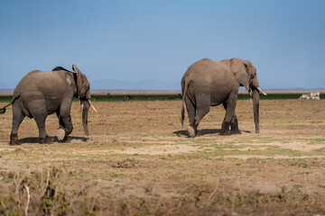 Two African Elephants slowly walk across the Savanah in Kenya, Africa.