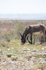 Wild burro in the desert