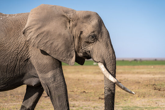 A closeup photo captures a wild African Elephant walking by the camera in Kenya, East Africa.