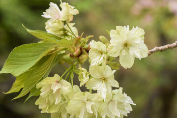 春のイメージ　鬱金（ウコン桜）