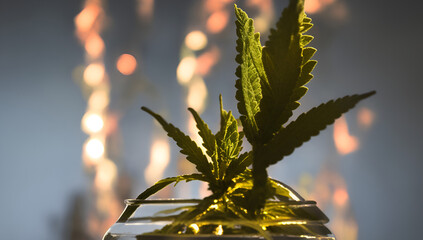 medical cannabis plant essence photo