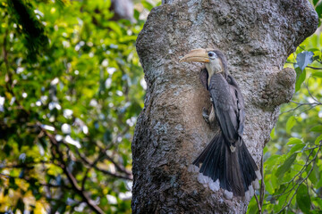 White-throated Brown Hornbill in  khao yai national park