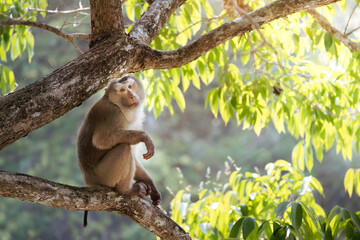 portrait of a Cheeky Monkey sitting on tree in national park