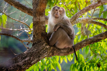 portrait of a Cheeky Monkey sitting on tree in national park